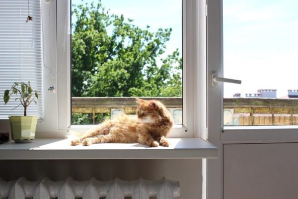 猫と窓
